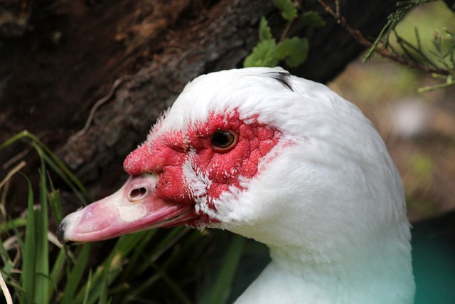 不仅提升了 不仅提升了